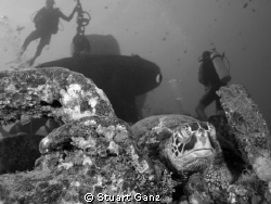 Turtle snoozing on the deck of the  ship wreak "YO-257" w... by Stuart Ganz 